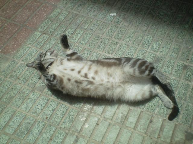 mi nene